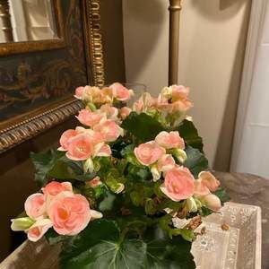 Meet your Posher, Olivia